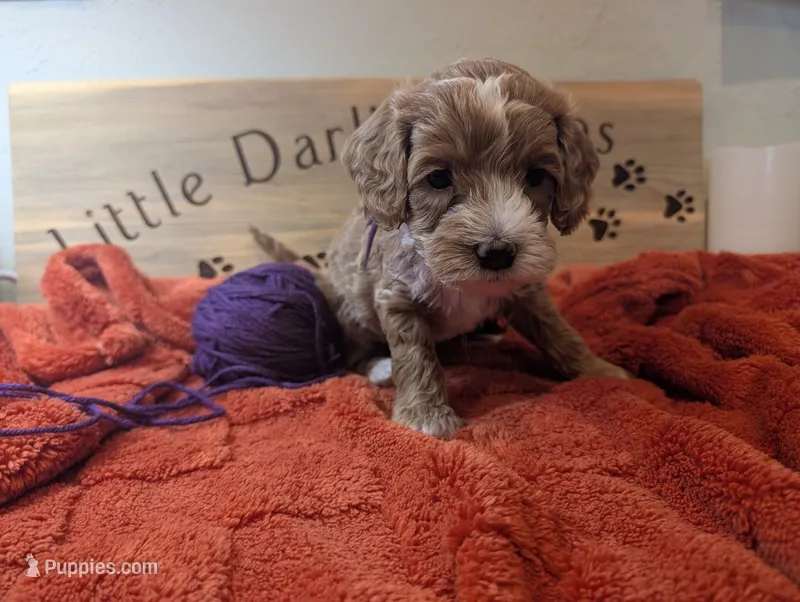 Purple Prince  – Goldendoodle puppy for sale in Falcon, CO