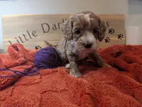 Purple Prince , a male Goldendoodle for sale in Falcon, CO – 1 of 1