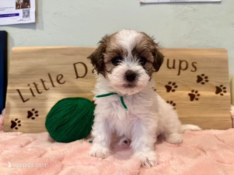 Juniper clouds boy – Shihpoo puppy for sale in Falcon, CO