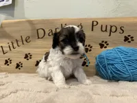 Robins Egg Boy Blu, a male Shihpoo for sale in Falcon, CO – 4 of 4