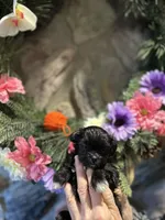 Orange, a female Shihpoo for sale in Falcon, CO – 2 of 2