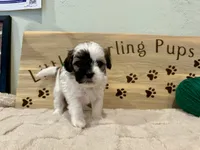 Juniper clouds boy, a male Shihpoo for sale in Falcon, CO – 3 of 4