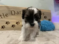 Robins Egg Boy Blu, a male Shihpoo for sale in Falcon, CO – 2 of 4