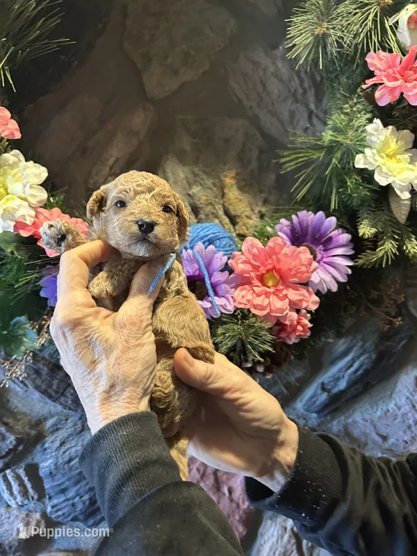 Blue – Miniature Goldendoodle puppy for sale in Falcon, CO