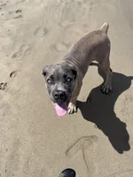 Hurricane , a male Cane Corso for sale in San Jose, CA – 2 of 4