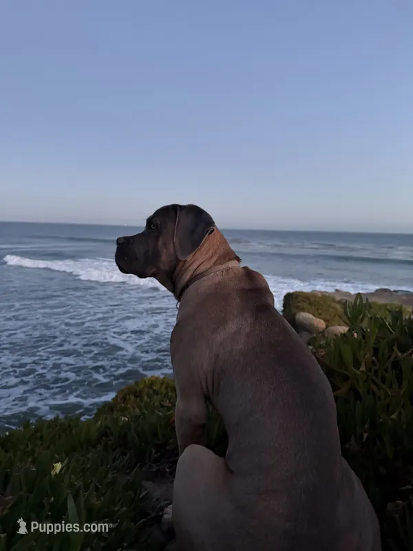 Hurricane  – Cane Corso puppy for sale in San Jose, CA