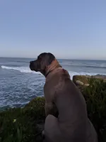 Hurricane , a male Cane Corso for sale in San Jose, CA – 1 of 4