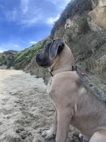 Hurricane , a male Cane Corso for sale in San Jose, CA – 3 of 4