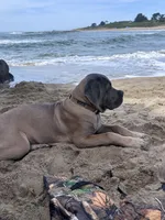 Hurricane , a male Cane Corso for sale in San Jose, CA – 4 of 4