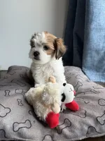 Teddy, a male Shih Tzu for sale in Staten Island, NY – 3 of 5