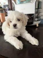 Bony, a male Shih Tzu for sale in Staten Island, NY – 3 of 3