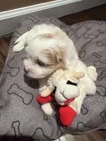 Leo, a male Shih Tzu for sale in Staten Island, NY – 3 of 4