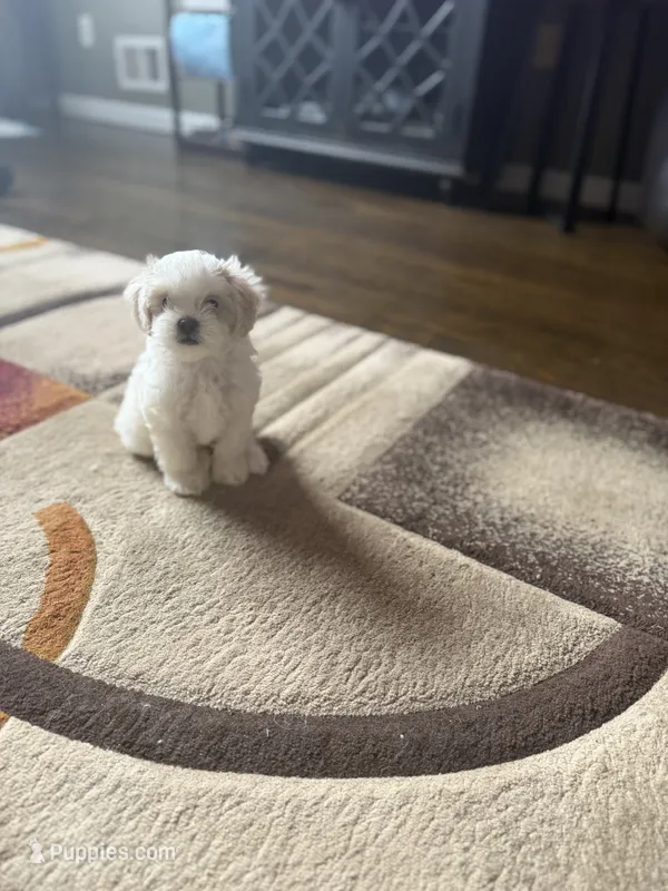 Bony – Shih Tzu puppy for sale in Staten Island, NY