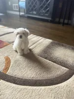 Bony, a male Shih Tzu for sale in Staten Island, NY – 1 of 3