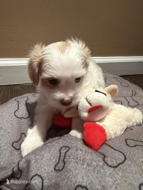 Leo – Shih Tzu puppy for sale in Staten Island, NY