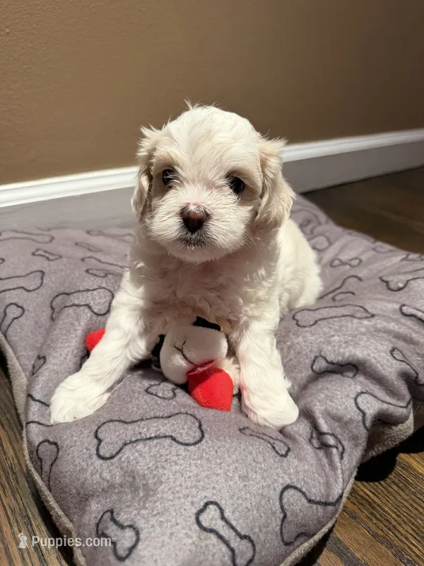 Milo – Shih Tzu puppy for sale in Staten Island, NY