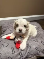 Milo, a male Shih Tzu for sale in Staten Island, NY – 5 of 6