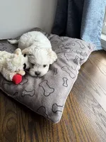 Biscuit , a male Shihpoo for sale in Staten Island, NY – 8 of 8