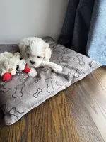 Biscuit , a male Shihpoo for sale in Staten Island, NY – 7 of 8