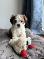 Teddy, a male Shih Tzu for sale in Staten Island, NY – 2 of 5
