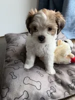 Teddy, a male Shih Tzu for sale in Staten Island, NY – 4 of 5