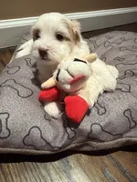 Leo, a male Shih Tzu for sale in Staten Island, NY – 2 of 4