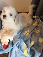Rocky, a male Shih Tzu for sale in Staten Island, NY – 3 of 6