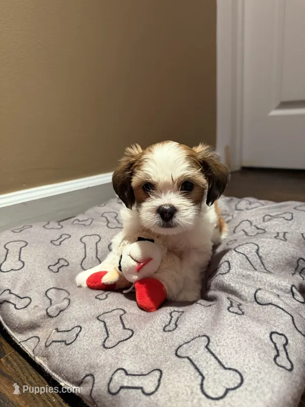 Rocky – Shih Tzu puppy for sale in Staten Island, NY