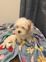 Oliver, a male Shih Tzu for sale in Staten Island, NY – 6 of 6