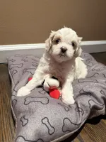 Milo, a male Shih Tzu for sale in Staten Island, NY – 6 of 6