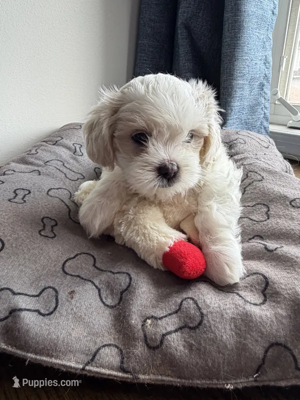 Biscuit  – Shihpoo puppy for sale in Staten Island, NY