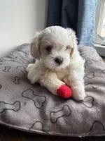 Biscuit , a male Shihpoo for sale in Staten Island, NY – 1 of 8