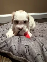Leo, a male Shih Tzu for sale in Staten Island, NY – 4 of 4