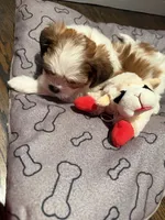 Rocky, a male Shih Tzu for sale in Staten Island, NY – 2 of 3