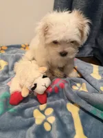 Oliver, a male Shih Tzu for sale in Staten Island, NY – 5 of 6