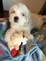 Rocky, a male Shih Tzu for sale in Staten Island, NY – 2 of 6