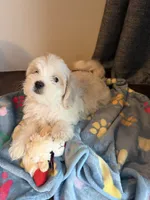 Rocky, a male Shih Tzu for sale in Staten Island, NY – 4 of 6
