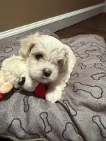 Milo, a male Shih Tzu for sale in Staten Island, NY – 2 of 6