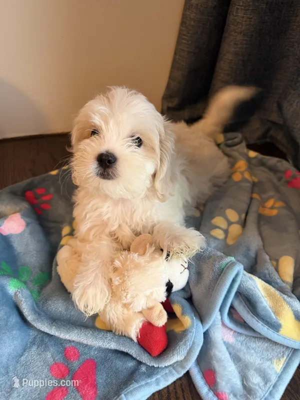 Rocky – Shih Tzu puppy for sale in Staten Island, NY