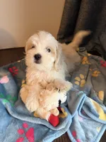 Rocky, a male Shih Tzu for sale in Staten Island, NY – 1 of 6