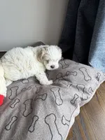 Biscuit , a male Shihpoo for sale in Staten Island, NY – 6 of 8