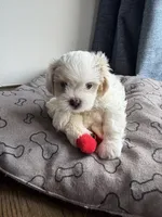 Biscuit , a male Shihpoo for sale in Staten Island, NY – 5 of 8