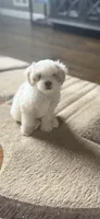 Bony, a male Shih Tzu for sale in Staten Island, NY – 2 of 3