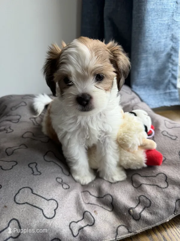 Teddy – Shih Tzu puppy for sale in Staten Island, NY