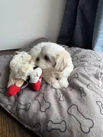 Biscuit , a male Shihpoo for sale in Staten Island, NY – 4 of 8
