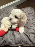Milo, a male Shih Tzu for sale in Staten Island, NY – 3 of 6