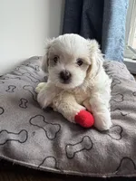 Biscuit , a male Shihpoo for sale in Staten Island, NY – 2 of 8