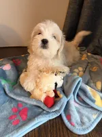 Rocky, a male Shih Tzu for sale in Staten Island, NY – 5 of 6