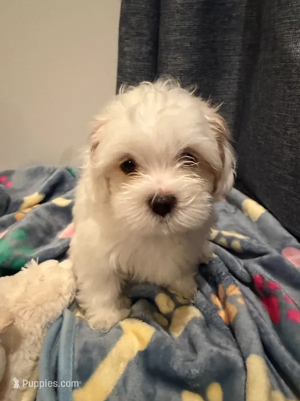 Oliver – Shih Tzu puppy for sale in Staten Island, NY