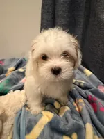 Oliver, a male Shih Tzu for sale in Staten Island, NY – 1 of 6